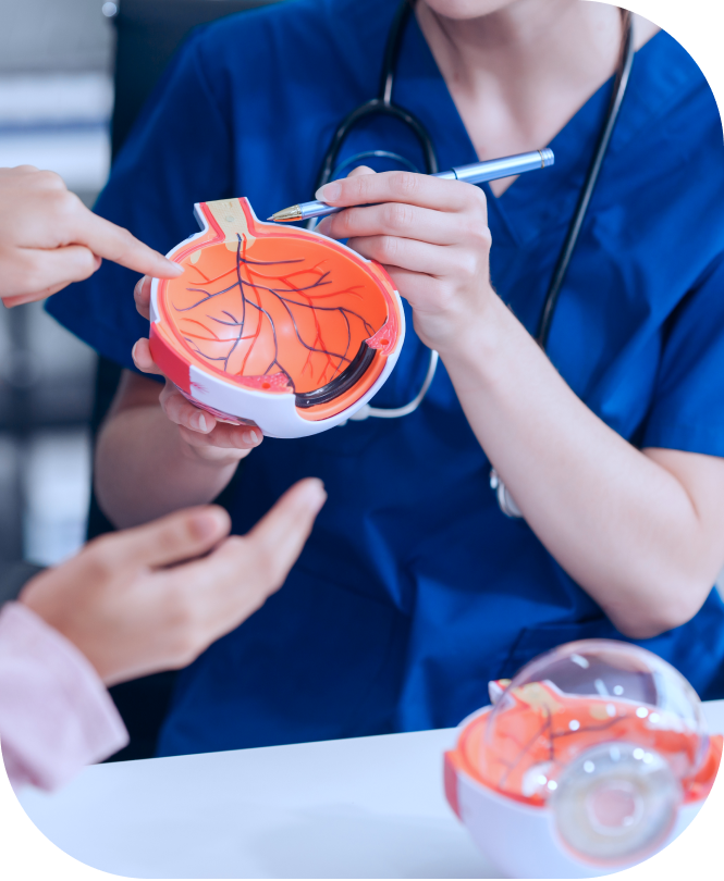 Oculista di Edoria Vision spiega a una paziente un modello anatomico dell’occhio